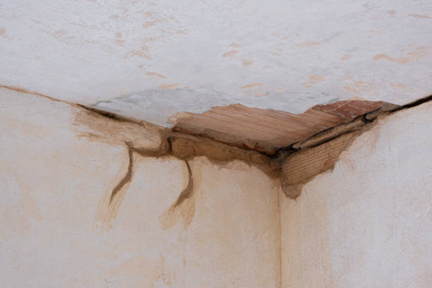 Best Professional water damage repair  in Fox River Grove, IL