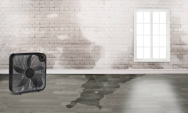 Best Flooded house restoration  in Fox River Grove, IL